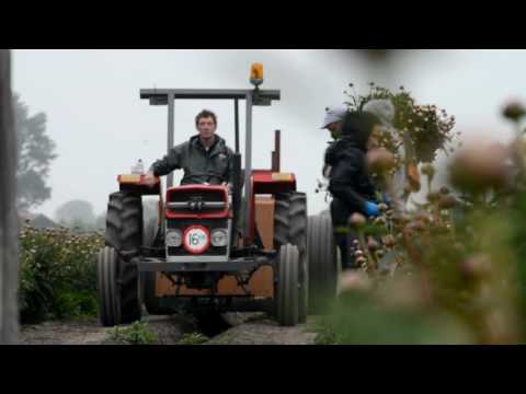 Video: Pioenrozen Voeren: Hoe Voer Je Ze In De Lente Voor Weelderige Bloei In De Tuin? Van Welke Meststoffen Houden Pioenrozen? Hoe Voeden Met Organisch Materiaal?