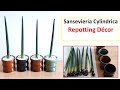 Sansevieria Cylindrica Repotting:: Best decor ideas using snake plant in small pot