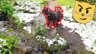 SNOW in SUMMER is No Big Deal for Adventure Cat by Kitsune Siberian Forest Cats 344 views 4 years ago 10 minutes, 16 seconds