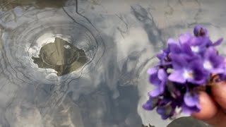 Satisfying Whirlpool Experiment! Whirlpool Hole vs Violet Flowers.