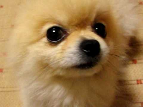 世界一かわいいポメラニアン ティフ No 1 Pomeranian 世界１ Youtube