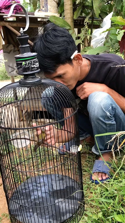 Sogon only got it from the forest 7 days ago and is already tame #ebiwirawan