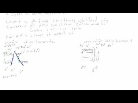 Video: De Unikke C- Og N-terminale Sekvenser Af Metallothionein Isoform 3 Medierer Vækstinhibering Og Vectorial Aktiv Transport I MCF-7 Celler