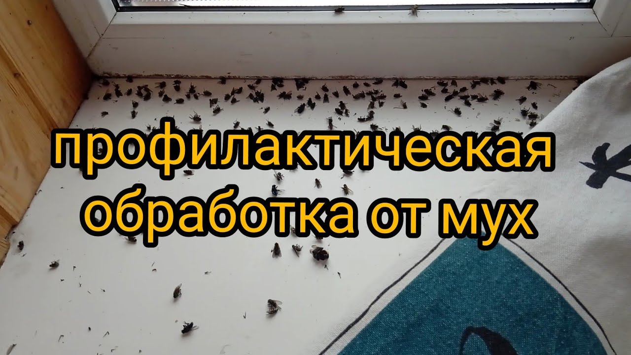 Профилактическая обработка от мух