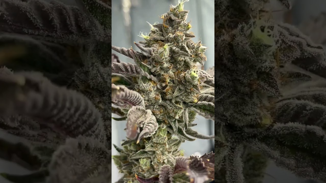 Tester from Umami (901a) grown in the 