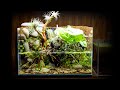 Nano Shrimp Waterfall Paludarium Made from Scrap Materials