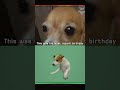 Try not to cry #1 😢 #dog #sad #animals #pets