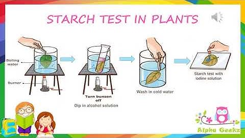 Starch Test in Plants - Module 1.8 (Chapter 1 - Olympiad Class 4 Science)