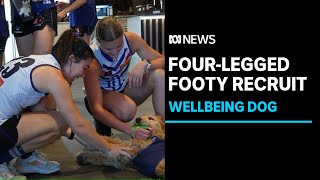 Fremantle's four-legged recruit managing players' wellbeing | ABC News