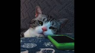 Sadcrying Cat Meme Template By