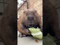 たくさん食べるきよちゃん❤️ Kiyo who eats a lot ❤️ #アメリカビーバー #ビーバー #beaver #cuteanimals #かわいい動物 #癒し #animalshorts