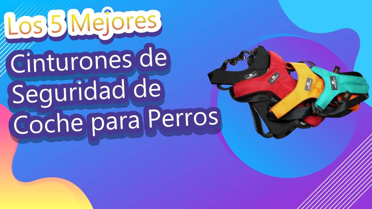 Los 5 Mejores Cinturones de Seguridad de Coche para Perros