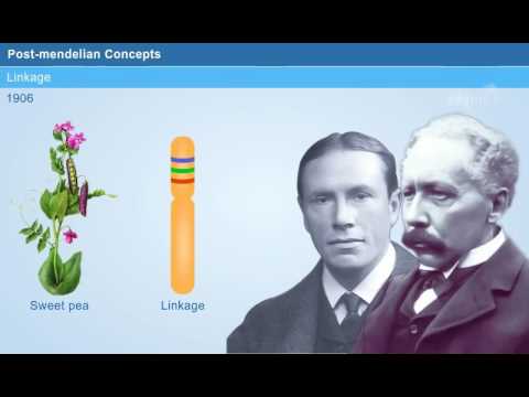 આનુવંશિકતાની પોસ્ટ મેન્ડેલિયન કોન્સેપ્ટ્સ [વર્ષ-1]