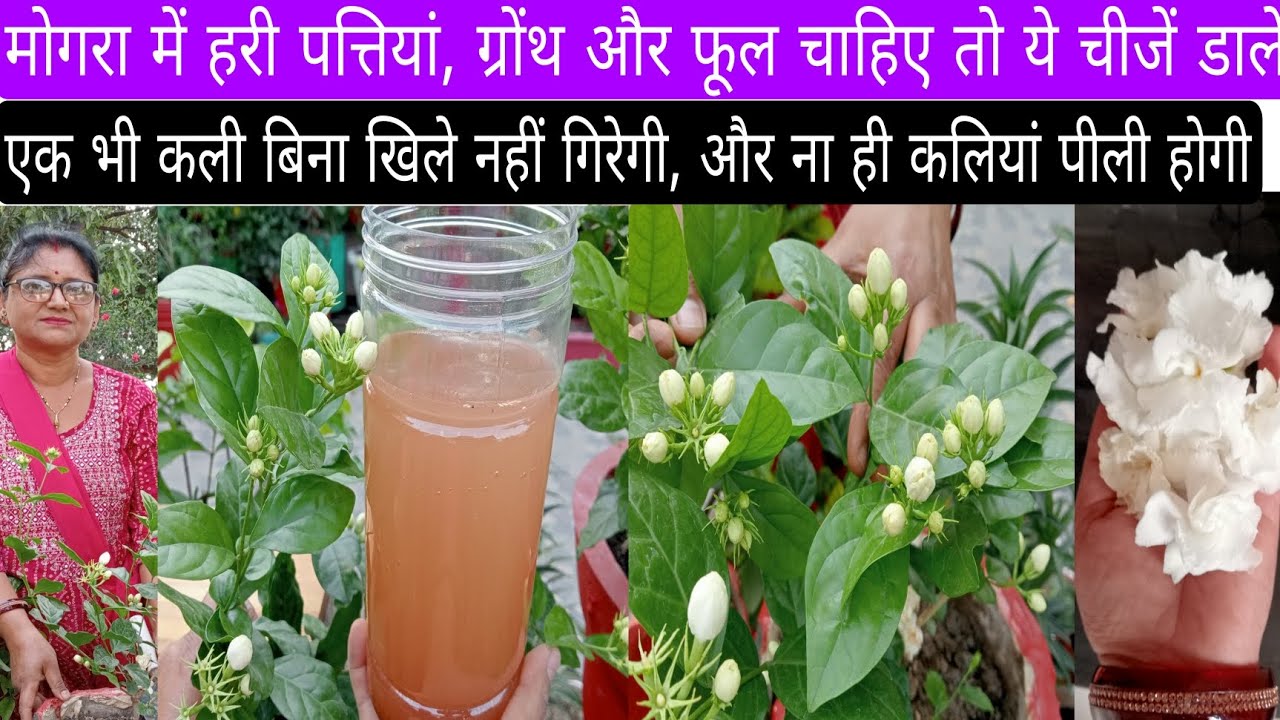 मोगरा की जड़ों में डालें ये चीजें एक भी कली पीली होकर बिना खिले नहीं गिरेगी ! अनगिनत फुलखिलेंगे !