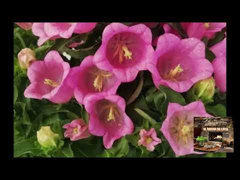 Video: Flores de campanas de Canterbury: cultivo de campanas de Canterbury