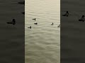 Yeh kya hau #ytshorts #viralvideo #travel