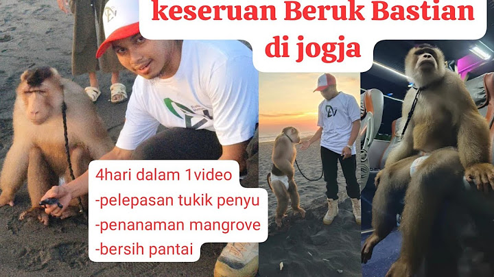 keseruan beruk Bastian di Yogyakarta selama 4hari dalam 1 video.
