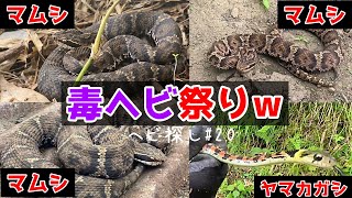 毒ヘビ祭りw　(蛇採取2021！#20)【蛇探し、捕獲】♦️Journey to catch snakes 2021!#20