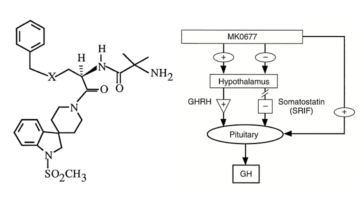 MK-677 (Ibutamoren) - A Comprehensive Overview