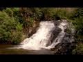 Deep Creek Waterfalls and Wildflowers, Great Smoky Mountains