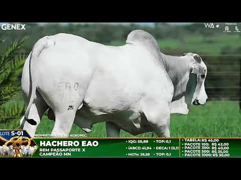 LOTE S01   HACHERO FIV EAO   EAON 7038