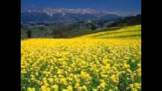 FURUSATO: Japanese Beloved Song about 