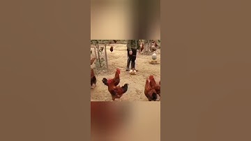 WTF with Hen and chicken #shorts #trending #viral #funny #viedo