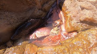 大潮後阿彬出門趕海，竟看見兩兄弟躲在石洞，分食大魚太殘暴了