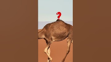 What’s Actually Inside A Camel