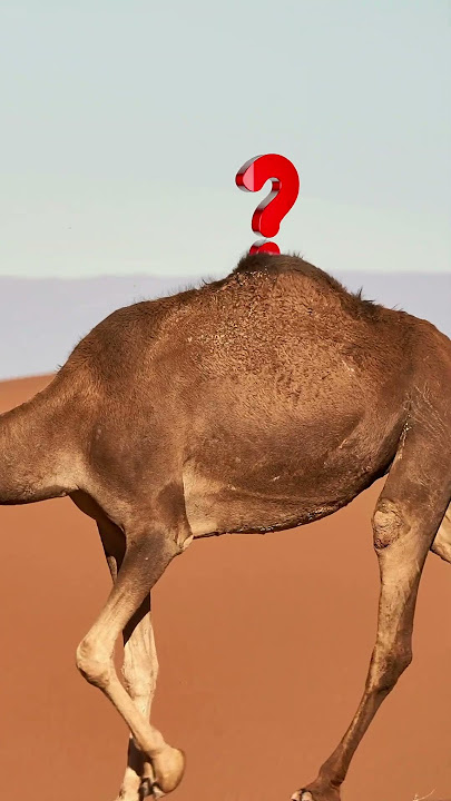 What’s Actually Inside A Camel's Hump