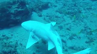 Albino Shark (Super Rare)