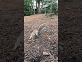 A squirrel looking for something🐱 #shotrs #animals #funnyshorts #nature #travel #squirrel #uk