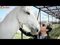 Ускакала в поле НЕ молодая лошадь Тайган 😃. Horse in the savannah of Taigan