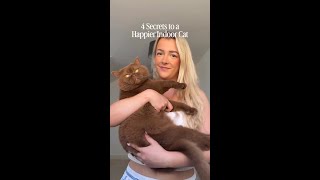 Secrets to a Happier Indoor Cat