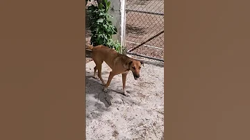 ¿Qué animal no orina?