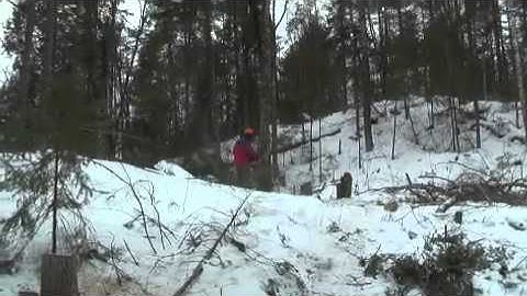 You just Never Know for sure which way the tree will Fall!