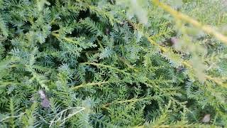 Juniper by Fantastic variety of nature 7 views 1 month ago 1 minute, 18 seconds