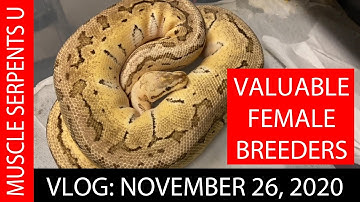 WORKHORSE FEMALE BALL PYTHON BREEDERS!  Nov 26, 2020