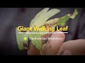 view Introducing the Giant Walking Leaf digital asset number 1