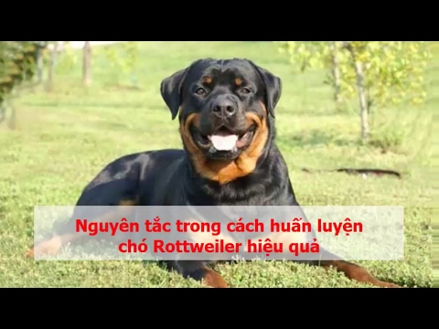 Video: Có Thể Huấn Luyện Chó Rottweiler ở độ Tuổi Nào?