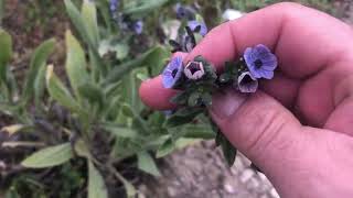 KÖPEK DİLİ OTU Cynoglossum Officinale Şifalı Bitkiler Faydalı Otlar