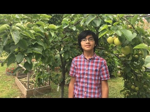 วีดีโอ: Shinseiki Pear Tree Info: วิธีปลูก Shinseiki Asian Pear Tree ที่บ้าน
