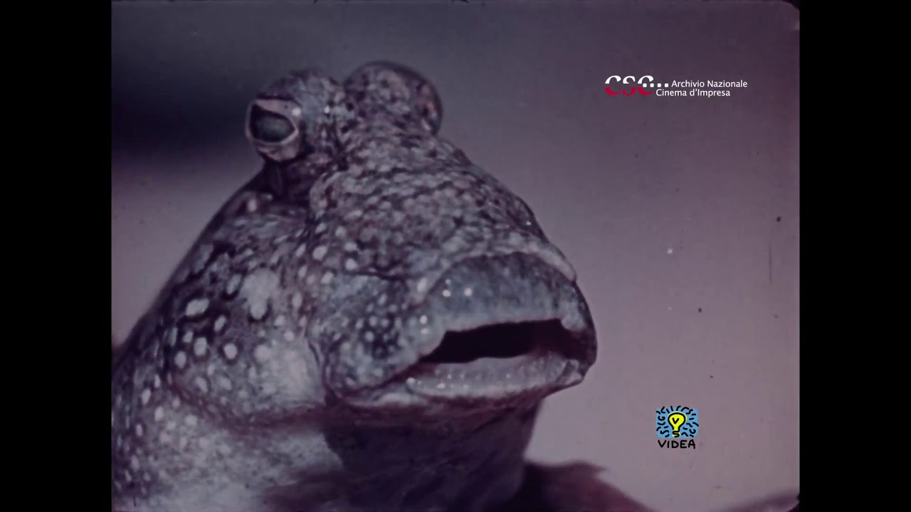 Songa Songa. Dalla serie dei viaggi meravigliosi (Franco Prosperi, 1955)