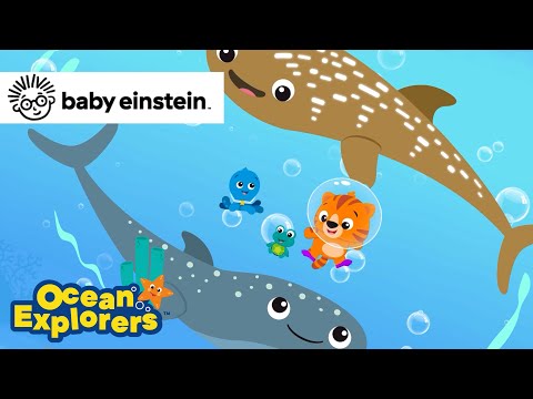 Unique Patterns with Whales Sharks | Ocean Explorers Song Compilation | Baby Einstein | Kids Cartoon