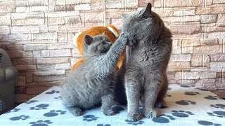 Very patient Mom Cat and her playful kitten Coconut by Ira Bon Cat 594 views 2 weeks ago 2 minutes, 49 seconds