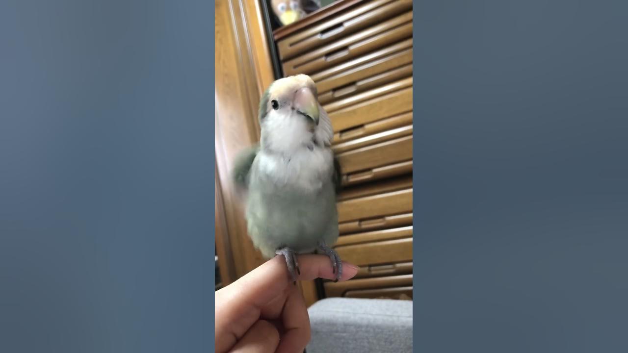 コザクラインコ