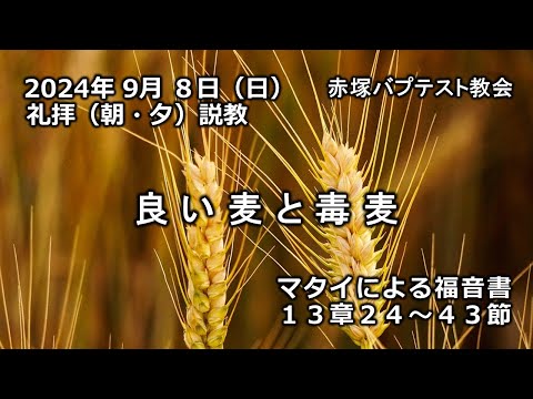 「良い麦と毒麦」マタイによる福音書13章24～43節　2024/09/08 SUN. 赤塚教会礼拝説教