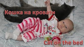 VLOG: Кошка нежится на Сашиной постели\ Cat is relaxing on Sasha's bed VLOG: Кошка нежится на Сашиной постели\ Cat is relaxing on Sasha's bed