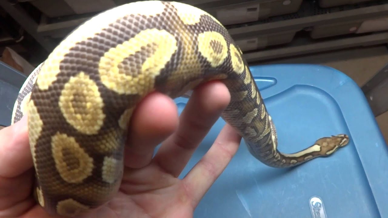 leopard print Ball Pythons at Safari Reptiles