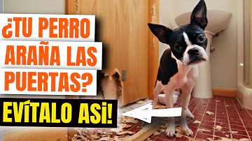 ¿Cómo puedo proteger mi suelo de los arañazos de los perros?